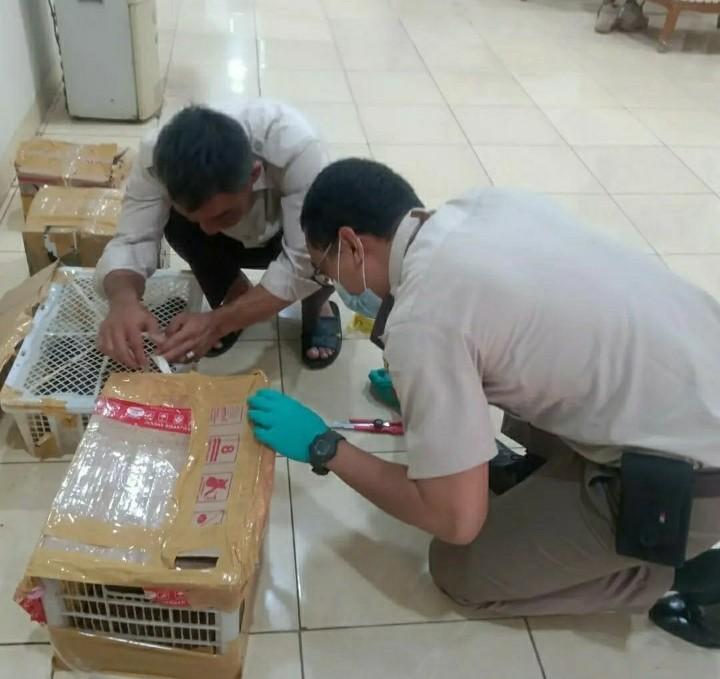 Monyet Ekor Panjang Diatur Peraturan Pemerintah, Berikut Penjelasannya